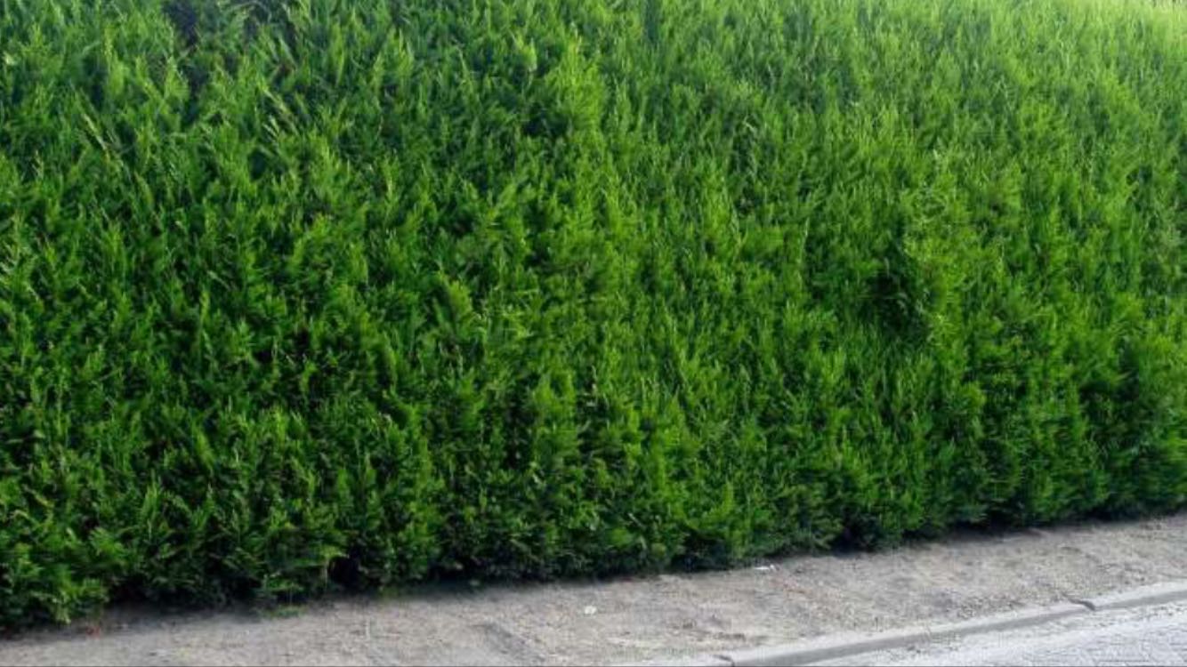 SIEPE CUPRESSOCYPARIS LEYLANDII